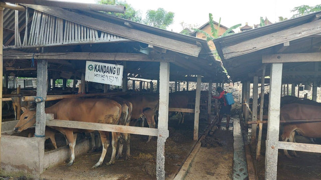 Kandang sapi di Bali akan menjadi sasaran Disenfektasi - IST