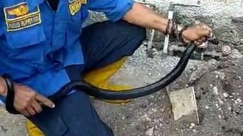 Penemuan ular kobra di perumahan warga di Cianjur, Selasa (5/7/2022). Foto: Dok. Istimewa