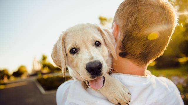 Ilustrasi Arti Mimpi Dikejar Anjing. Foto: pixabay.com