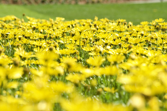 Harga Tiket Masuk The Blooms Garden, Foto ini hanya ilustrasi dan bukan tempat aslinya. Sumber: Unsplash/Dan Dennis
