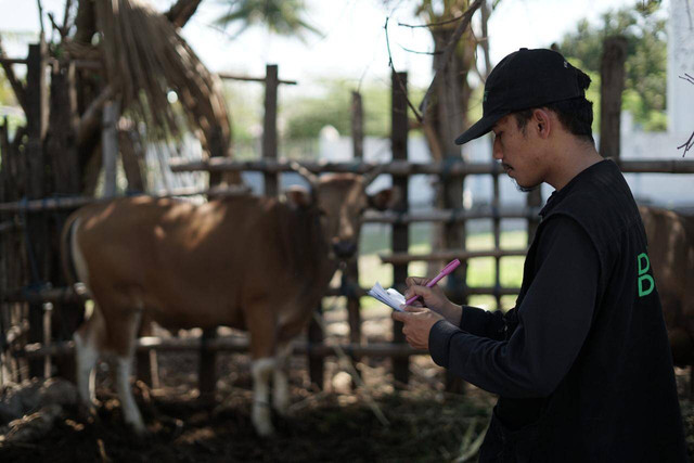 Tim Quality Control memastikan hewan kurban dalam keadaan sehat dan cukup untuk di kurban nanti, Dompet Dhuafa memastikan hewan kurban penuhi syarat dalam kurban selain itu sehat di tengah wabah PMK yang sedang merebak. (Dok. Dompet Dhuafa)