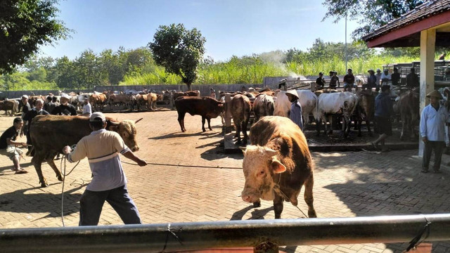 Hewan ternak yang dijual di Gunungkidul. Foto: istimewa