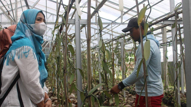 Para pengusaha hutan belajar budi daya vanili di Parakan, Kabupaten Temanggung, Jawa Tengah, Selasa (5/7/2022). Foto: ari/Tugu Jogja
