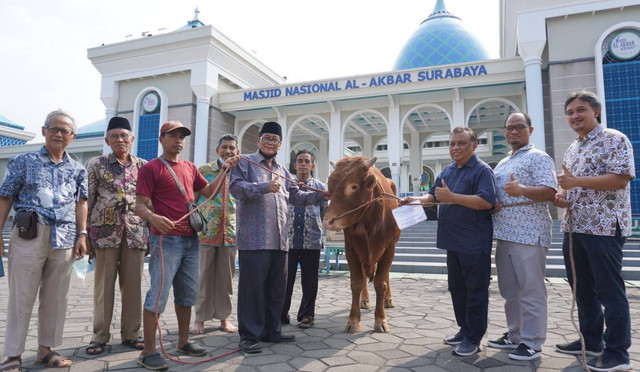 Penyerahan hewan kurban dari PTPN X. Masjid Al Akbar Surabaya mengaku punya treatment khusus agar hewan kurban tak stres jelang disembelih. Foto: Humas Masjid Al Akbar Surabaya