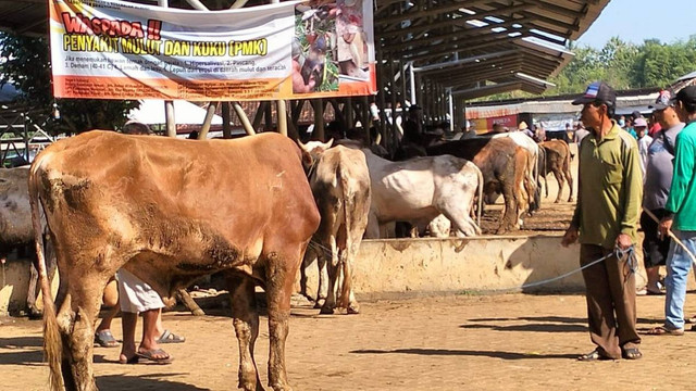 Harga sapi jelang Idul Adha alami peningkatan. Foto: erfanto/Tugu Jogja