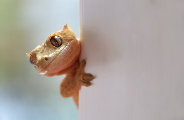 Ilustrasi tokek terbesar di dunia. Foto: unsplash.com/bamin