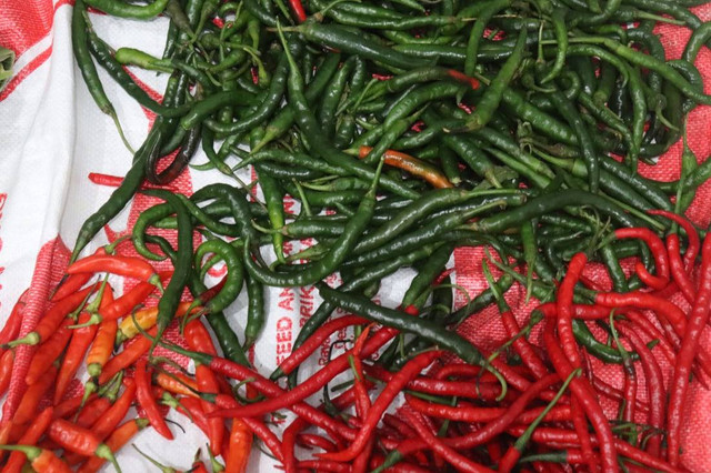 Tutorial Cara Menanam Cabe dari Biji Sumber www.unsplash.com
