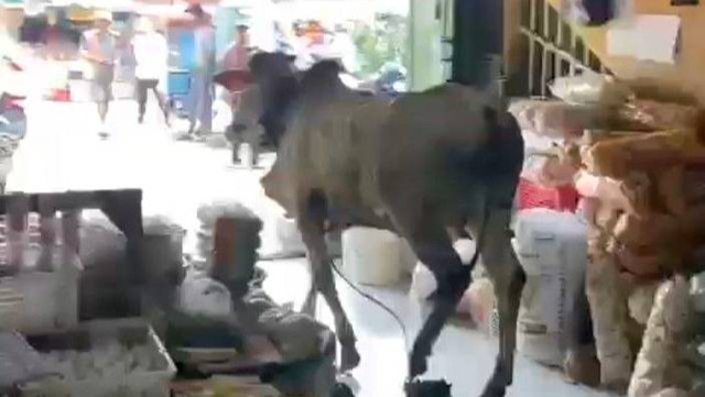 Sapi yang kabur dan masuk ke pasar di Gunungkidul saat akan disembelih. Foto: istimewa