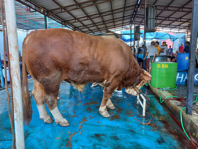 Masyarakat Desa Tembok Kidul, Kecamatan Adiwerna, Kabupaten Tegal, menyembelih hewan kurban Minggu (10/7/2022). 