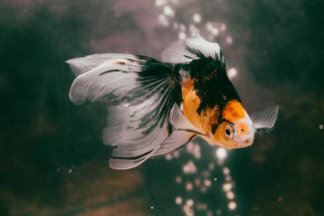 Ilustrasi ikan. Foto: unsplash.com