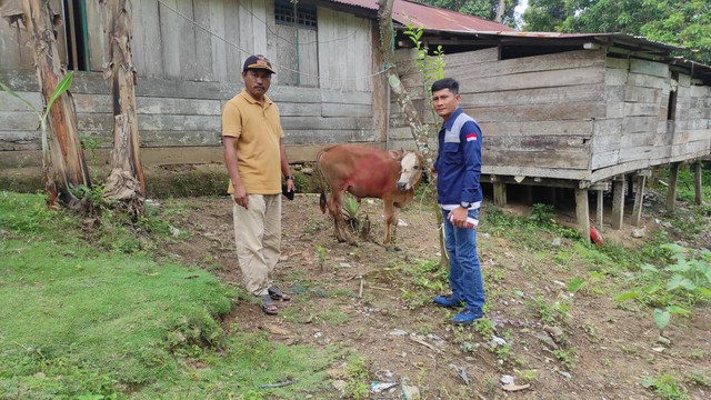 PT Trinusa Dharma Utama salurkan 9 ekor sapi kurban ke warga Morowali Utara. Foto: Istimewa