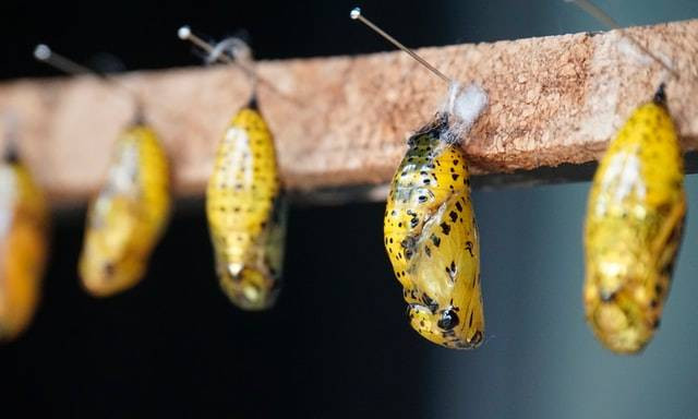 Serat yang berbentuk jaringan. Sumber: unsplash.com