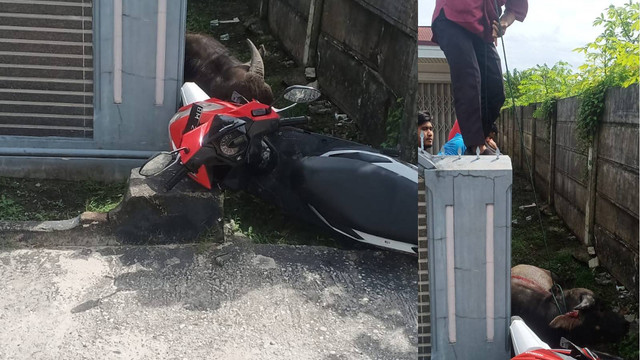 SEEKOR kerbau kurban terpaksa didor oleh polisi sebelum akhirnya disembelih usai kabur saat hendak dipotong di Masjid Al Iman, Jalan Taman Karya, Tampan, Pekanbaru, Minggu (10/7/2022). 