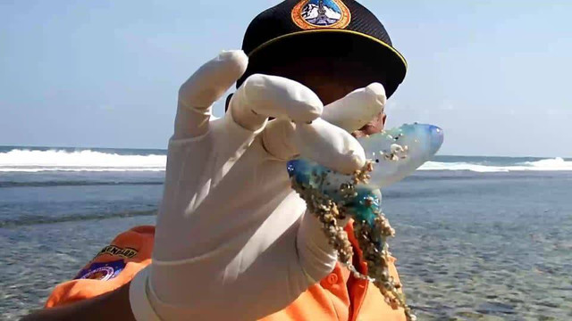 Tim SAR tunjukkan ubur-ubur di Pantai Gunungkidul. Foto: istimewa.