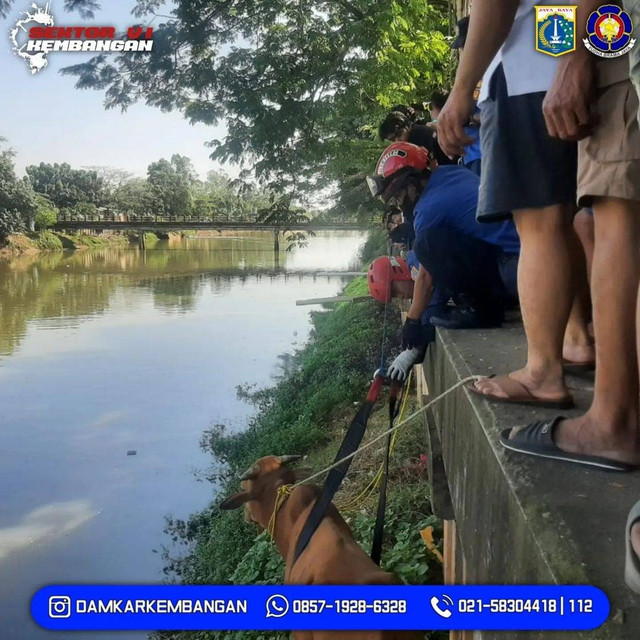 Damkar membantu evakuasi sapi yang terjun ke sungai di Kembangan, Jakarta Barat, MInggu, 10 Juli 2022. Foto: dok. Damkar Kembangan