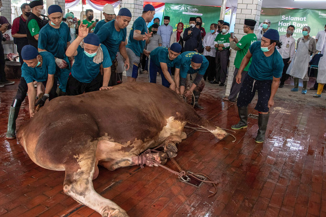 Sejumlah petugas menyembelih sapi kurban milik Presiden Joko Widodo di halaman Masjid Istiqlal, Jakarta, Senin (11/7/2022). Foto: Muhammad Adimaja/ANTARA FOTO