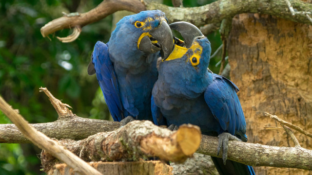 Burung Spix Macaw atau Cyanopsitta spixii. Foto: KLiK Photography/Shutterstock