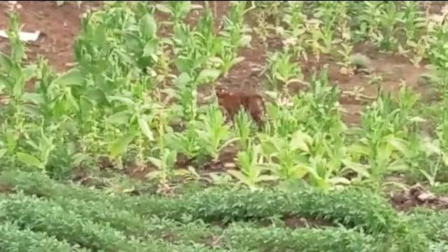 Harimau Sumatera Tidur di Gubuk Kebun Warga Gayo Lues, Aceh. Foto: Dok. Istimewa