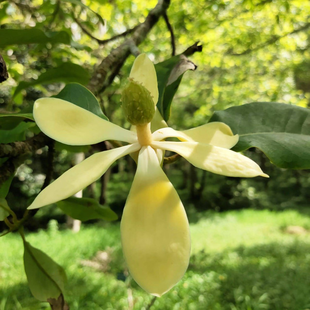Bunga Cempaka Kepelan di Kebun Raya Eka Karya Bali. Dokumen Pribadi.