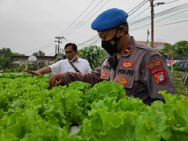 Polisi Polsek Neglasari bersama-sama masyarakat melaksanakan panen tanaman hidroponik pada hari Selasa pagi tanggal 12 Juli 2022.  Foto: Dok. polsek neglasari