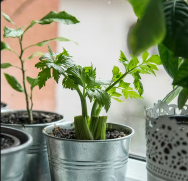 Menanam seledri di rumah. Foto: unsplash.com/milada_vigerova