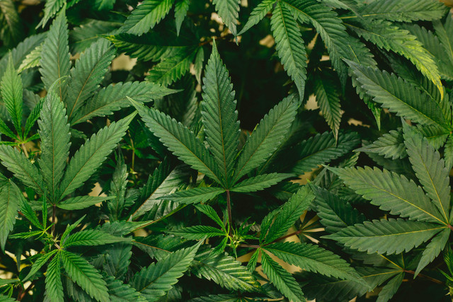 Tanaman Ganja (Sumber Foto : unsplash.com)