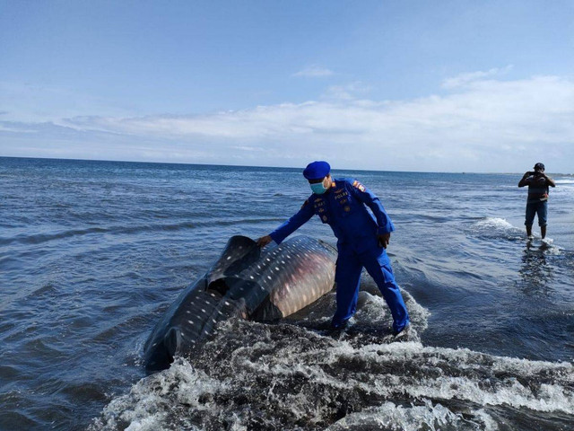 Bangkai Hiu Tutul Terdampar di Pantai Nyamplong Jember, Warga Dilarang Mendekat