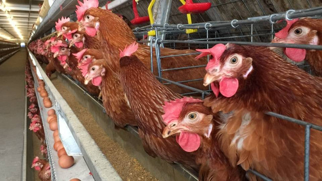 Ilustari peternakan ayam. Foto: Shutter Stock