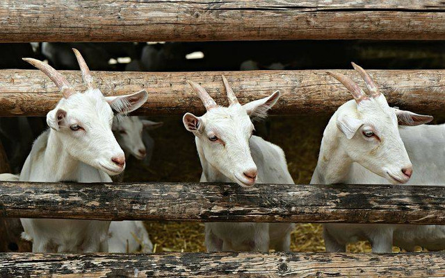 Nama Organ Gerak Kambing  Sumber www.pixabay.com