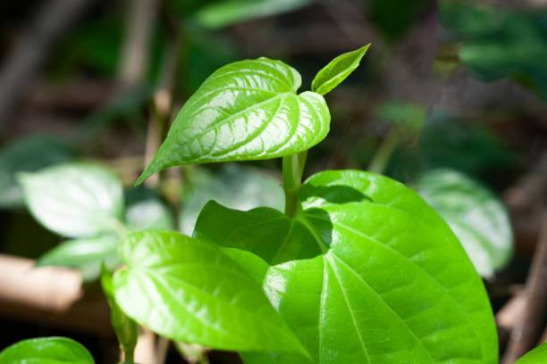 Manfaat Daun Sirih untuk Wajah. Foto: iStockphoto