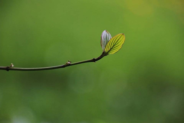 Ilustrasi Arti Warna Hijau. (Foto: Pasja1000 by https://pixabay.com)