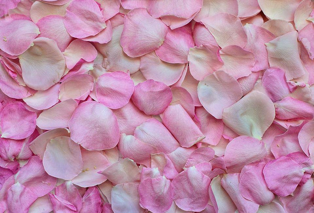 Ilustrasi Arti Warna Pink. (Foto: JillWellington by https://pixabay.com)