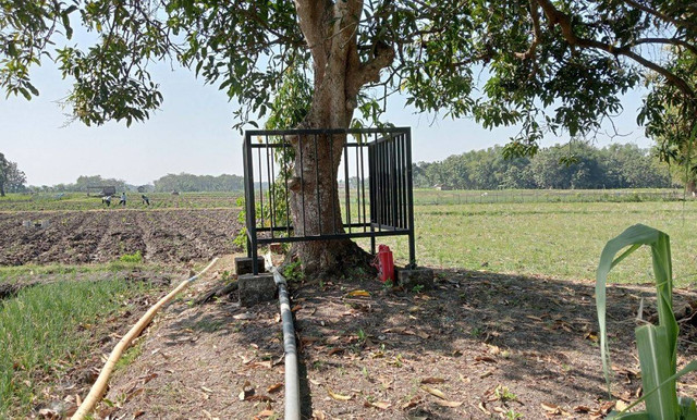 Kisah Mistis Pohon Mangga Keramat di Dusun Memek, Wanita Haid Pantang Mendekat