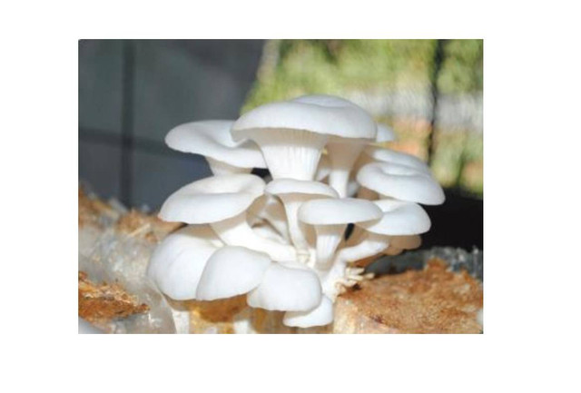 Jamur Tiram Putih (Pleurotus ostreatus) (sumber BRIN)