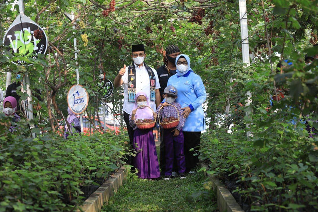 Gubernur DKI Jakarta Anies Rasyid Baswedan kunjungi tempat budidaya anggur di Cilincing, Jakarta Utara, Jumat (22/7) Foto: Humas DKI Jakarta