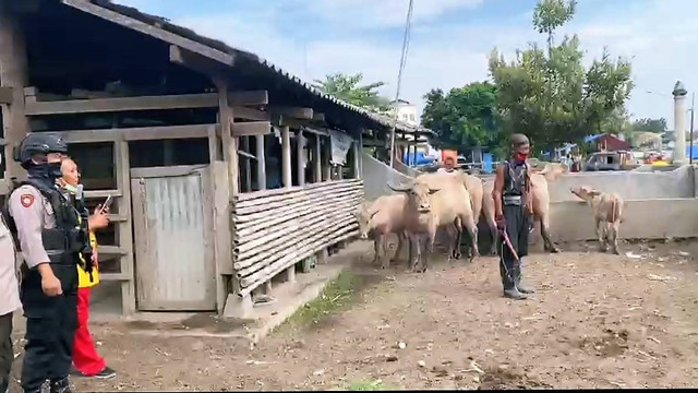 Penyemprotan disinfektan kandang kebo bule di Alun-alun Kidul Keraton Solo. FOTO: Agung Santoso