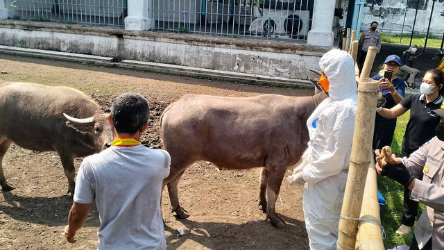 Pemeriksaan kesehatan kebo bule oleh petugas Dinas Ketahanan Pangan dan Peternakan Solo di kandang kawasan Alun-alun Kidul Keraton Solo, Sabtu (23/07/2022). FOTO: Agung Santoso