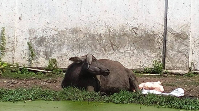 Kebo bule Keraton Solo, Nyai Juminten, usai melahirkan pada Sabtu (23/07/2022). FOTO: Agung Santoso