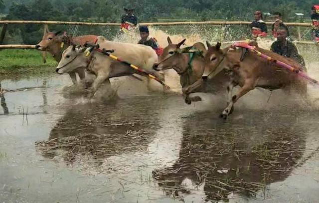 Pacu Jawi di Kabupaten Tanah Datar, Sumatera Barat. Foto: Humas