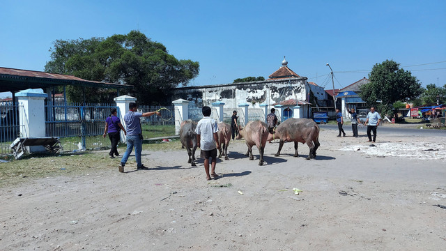 Pemindahan kebo bule dari Alun-alun Kidul ke dalam Keraton Solo, Selasa (26/07/2022). FOTO: Fernando Fitusia