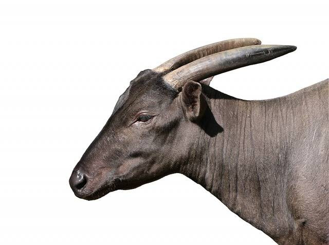 Ilustrasi: Anoa Berkembang Biak dengan Cara Apa? Ini 4 Fakta Uniknya Sumber: pixabay.com