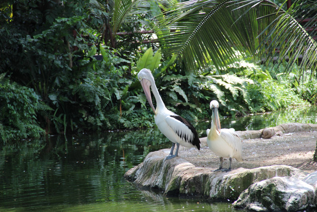 Kebun Binatang di Bali, Foto: Unsplash/Sanaea Sanjana