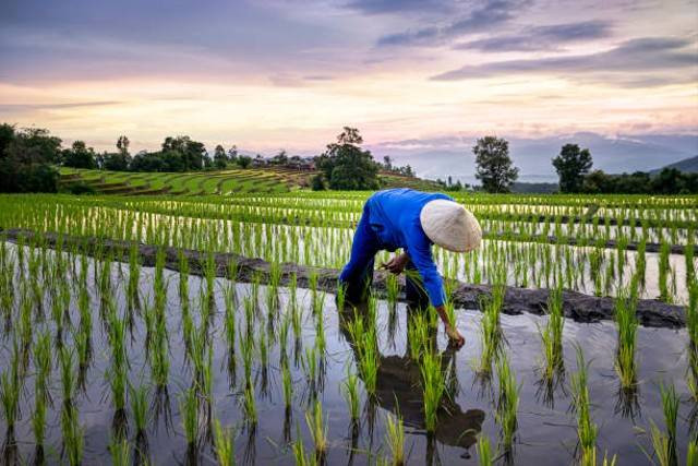 Petani Menanam Padi. Sumber ; iStock