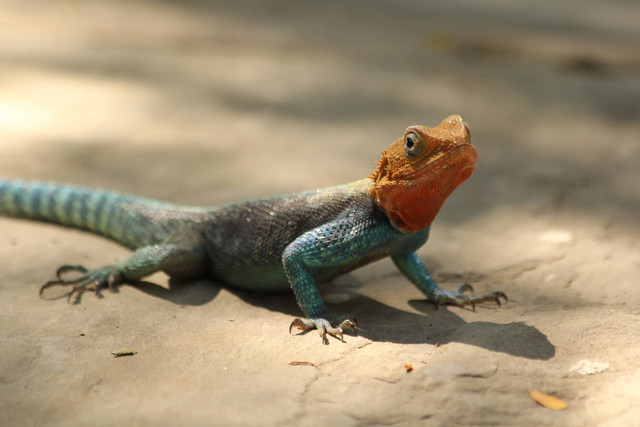 Ilustrasi kadal berkembang biak dengan cara apa? sumber foto: (Jelle Taman) by unsplash.com