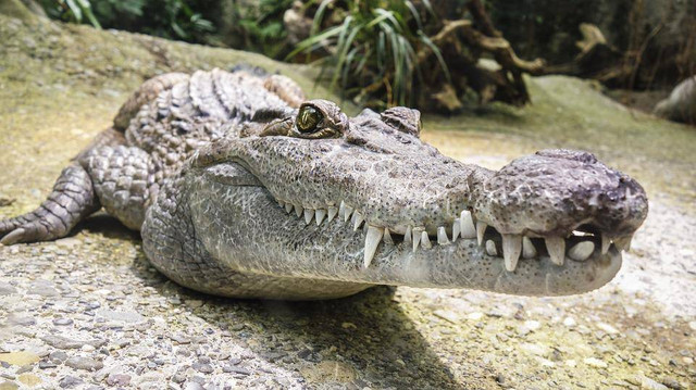 Ilustrasi buaya yang dapat ditafsirkan lewat mimpi. Foto: Pixabay