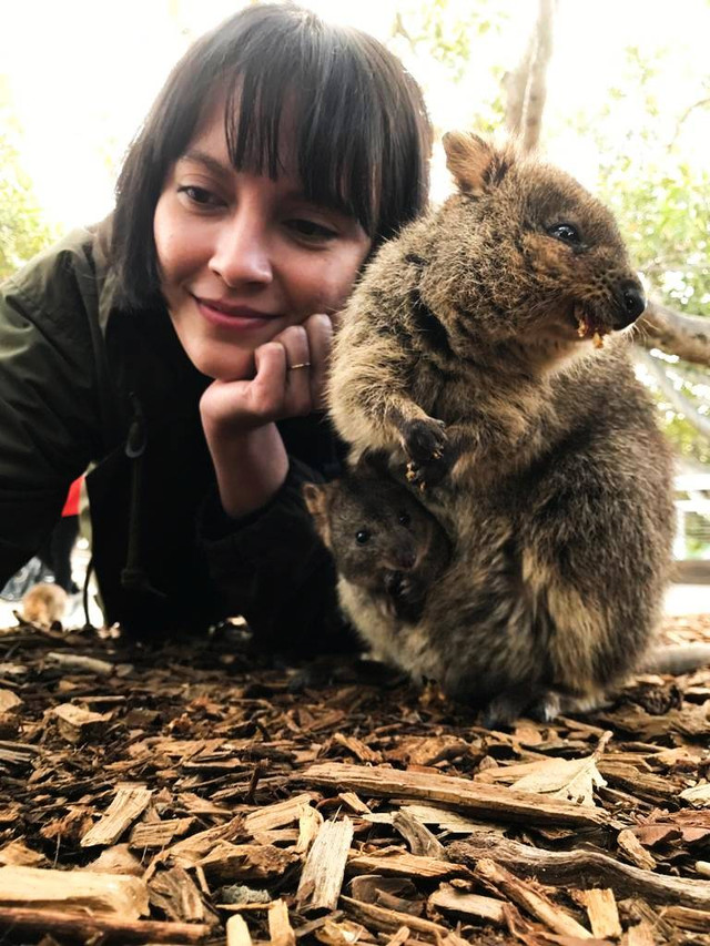 Seorang pengunjung selfie dengan Quokka betina dan anaknya yang berada dalam kantung. Foto: Adhie Ichsan/kumparan