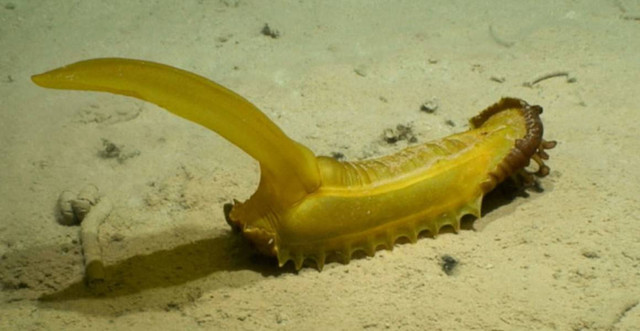 Psychropotes dyscrita, dijuluki tupai bergetah, adalah sejenis teripang yang ditemukan di laut dalam Samudera Pasifik. Foto: Dok. Ekspedisi DeepCCZ, Yayasan Gordon & Betty Moore & NOAA