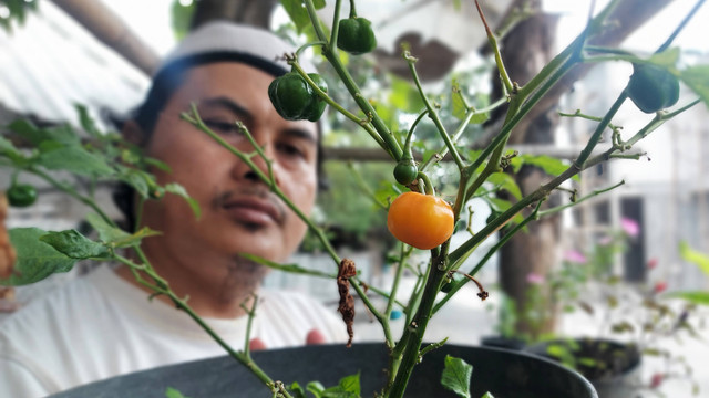 Cabai hias jenis Purple Pearl milik Ali Suwarsono. FOTO: Fernando Fitusia