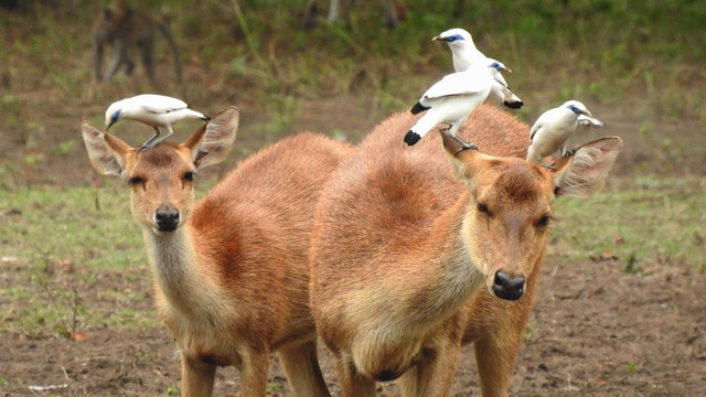 Foto Jalak Bali di TNBB - dok. TNBB