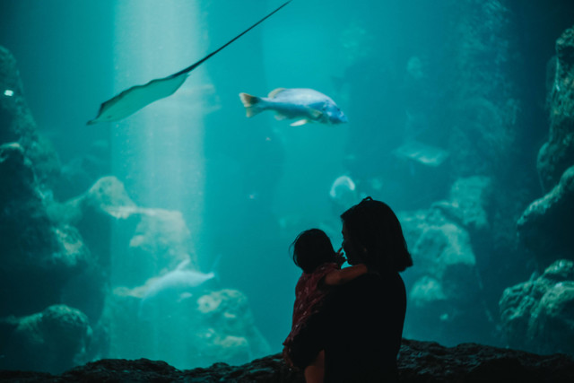 Cara ke Jakarta Aquarium Naik Kereta dari Cikarang dan Serpong. Gambar ini hanya ilustrasi bukan tempat aslinya. Foto : Unsplash/Mendy Revanus